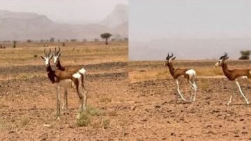 Screenshot_20250410_112149_Facebook