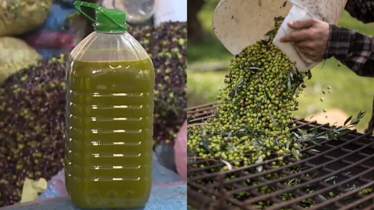 زيت-الزيتون