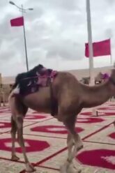 [ID: 8c0hbjf9NyI] Youtube Automatic