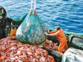 ثروة-السمكية-بالمغرب